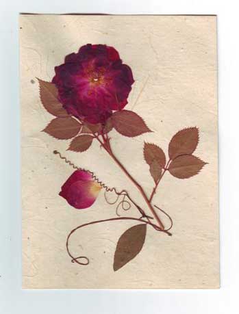 Cards