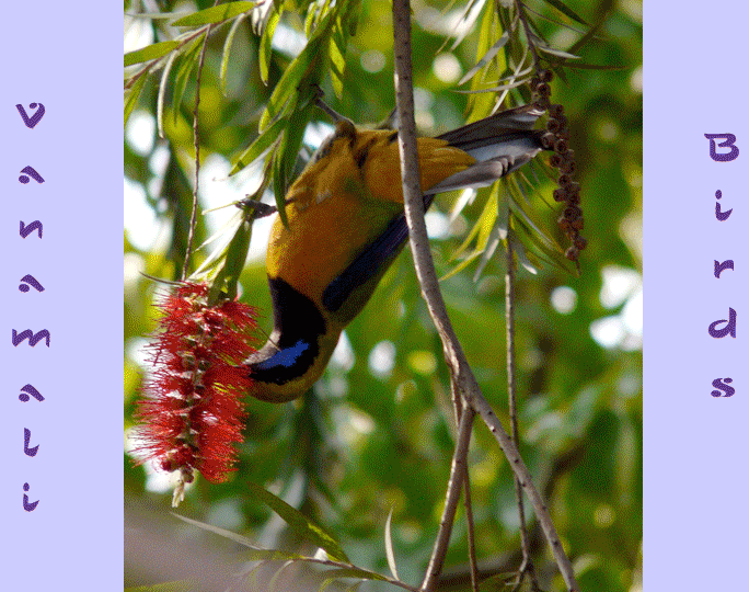 Birds of Vanamali