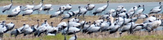 Cranes
                    near Dwarka