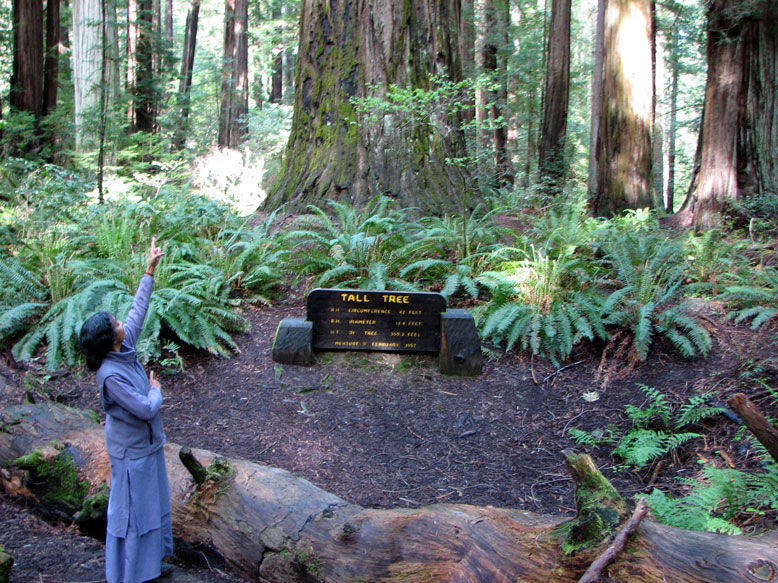 Redwoods