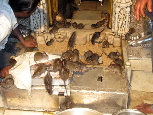 Karni