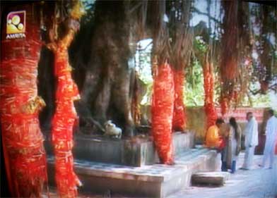 Ancient-Banyan-Tree