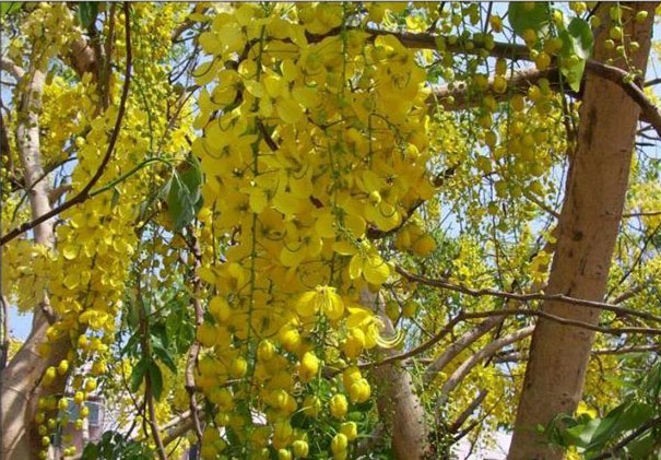 laburnum