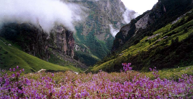 Valley of flowers